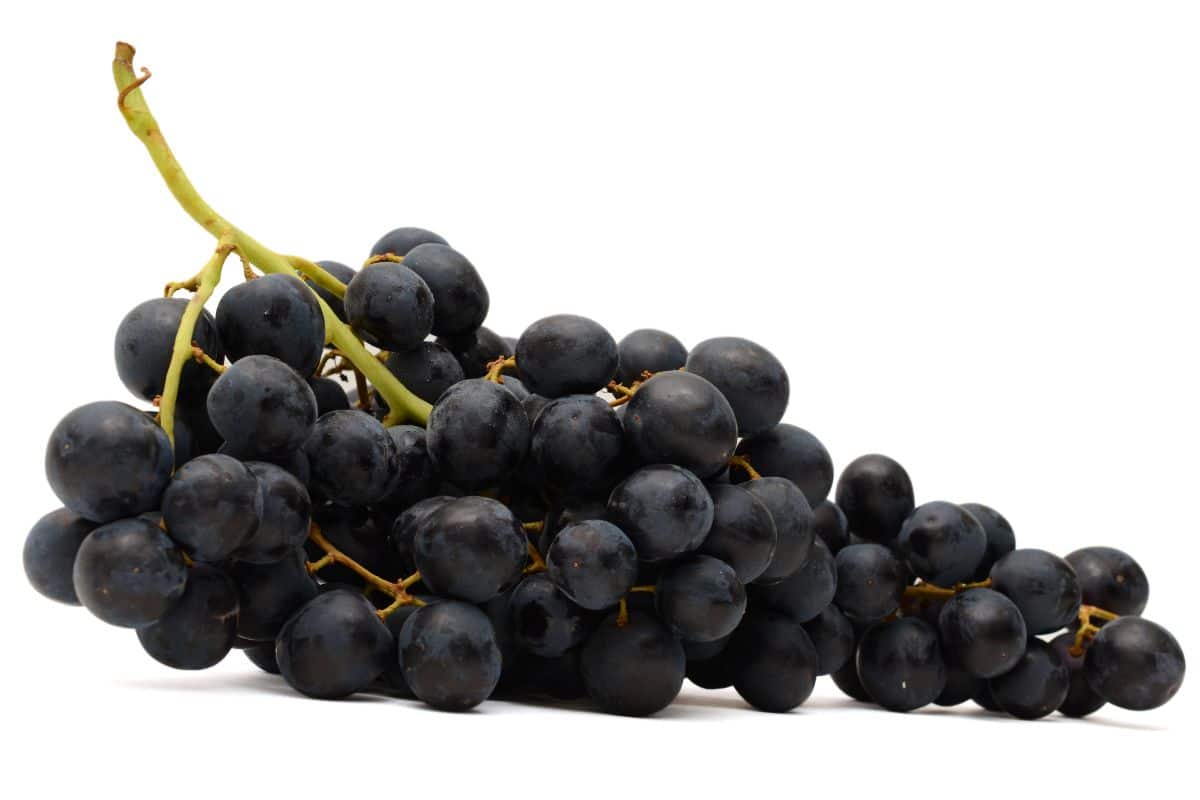 A bunch of merlot grapes on a white background.