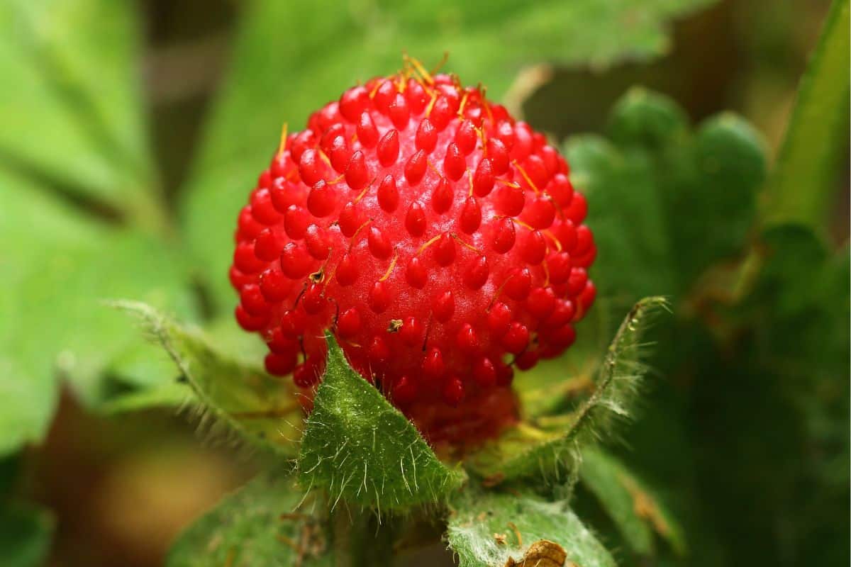 A mock strawberry on a bush.