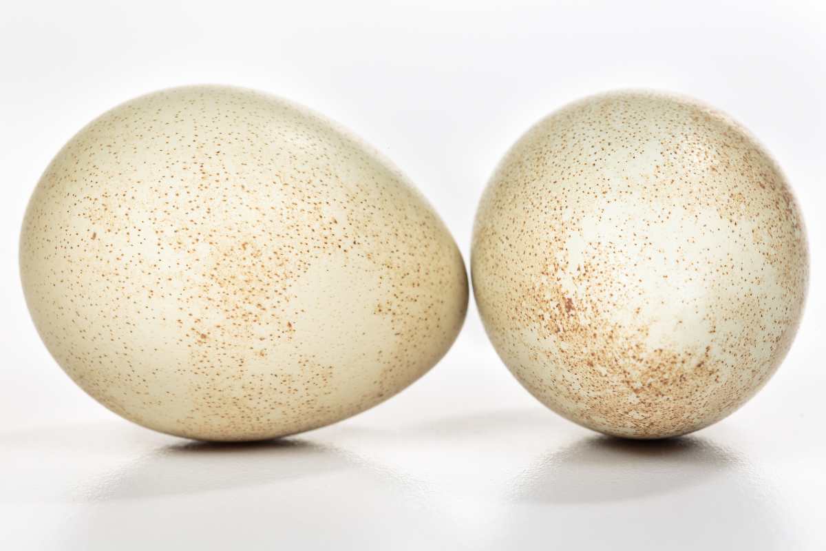 Two partridge eggs on a white background.