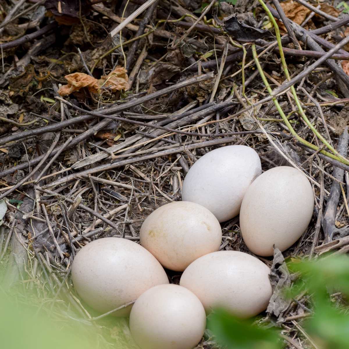 Six peacock eggs in a nest.