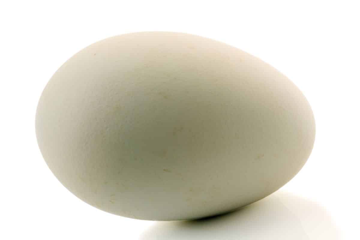 A pheasant egg on a white background.
