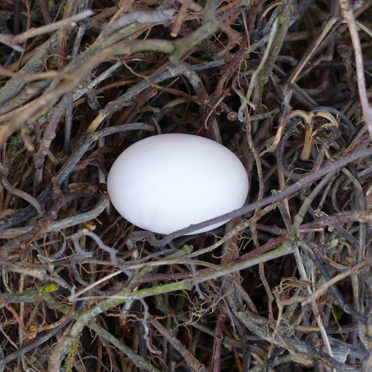 A pigeon egg in a nest.