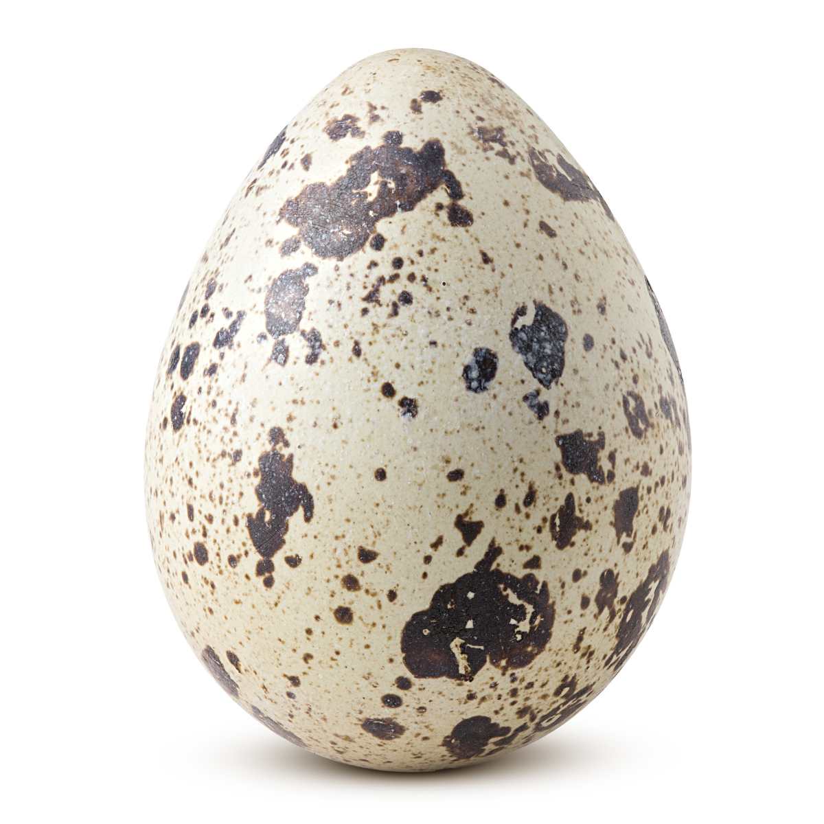 A quail egg on a white background.