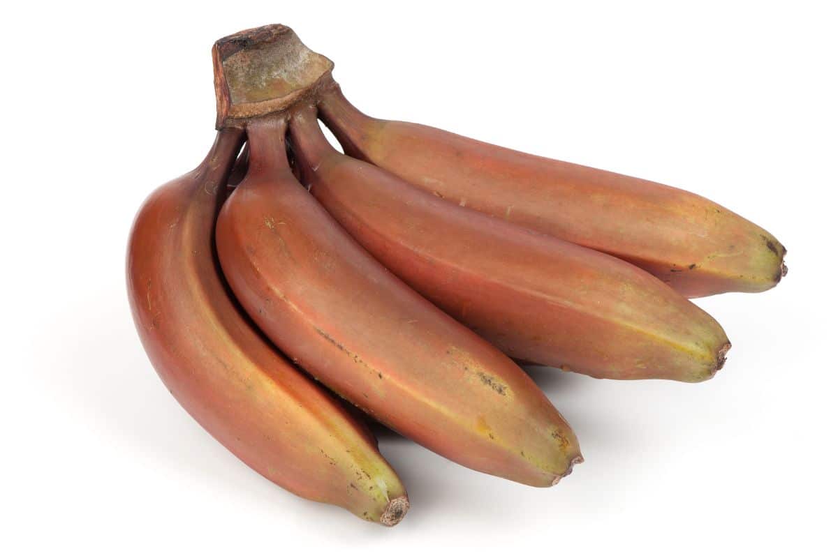 Red banana bunch on a white background.