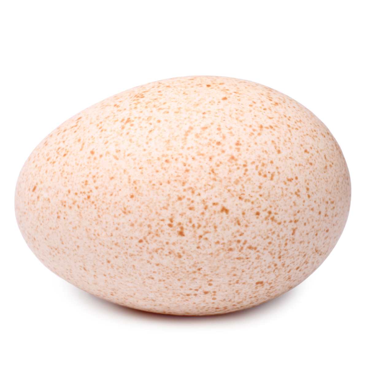 A turkey egg on a white background.