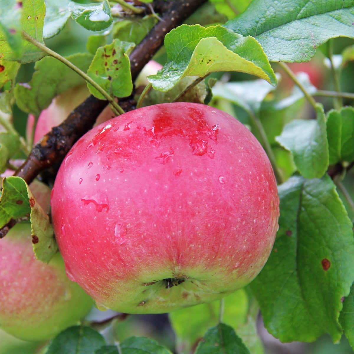 A wealthy apple on a tree.