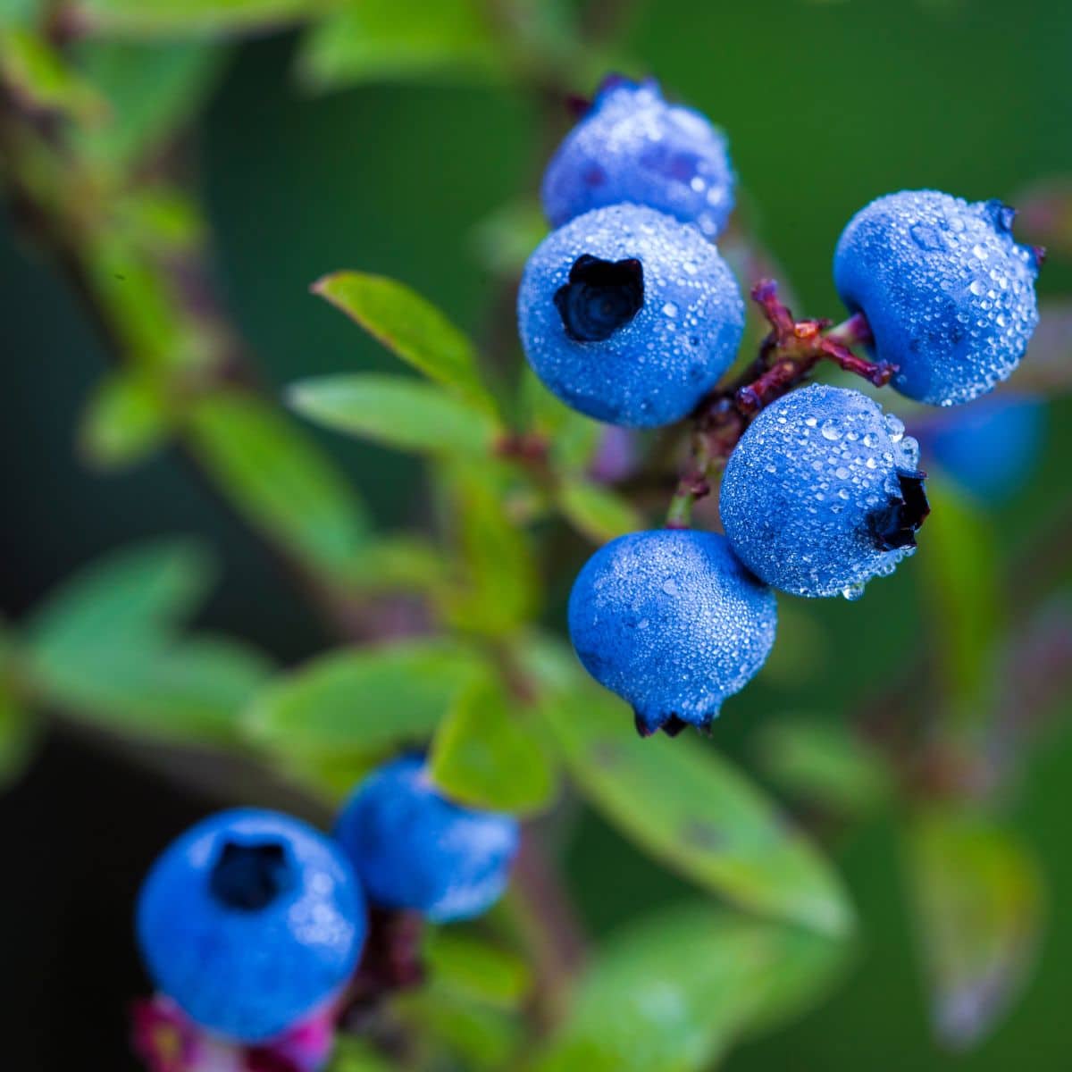 Wild lowbush blueberries on a bush.