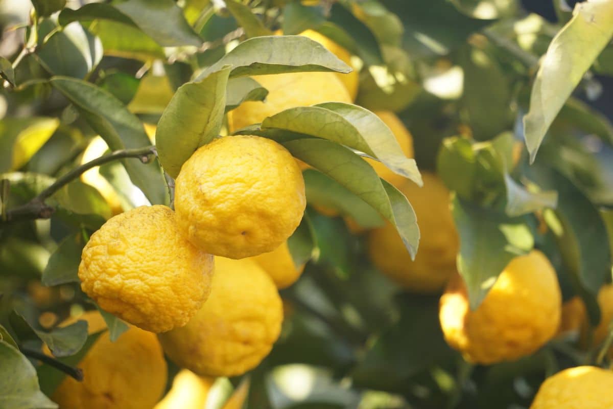 Yuzu lemons on a tree.