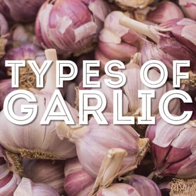 Collage that says "types of garlic".