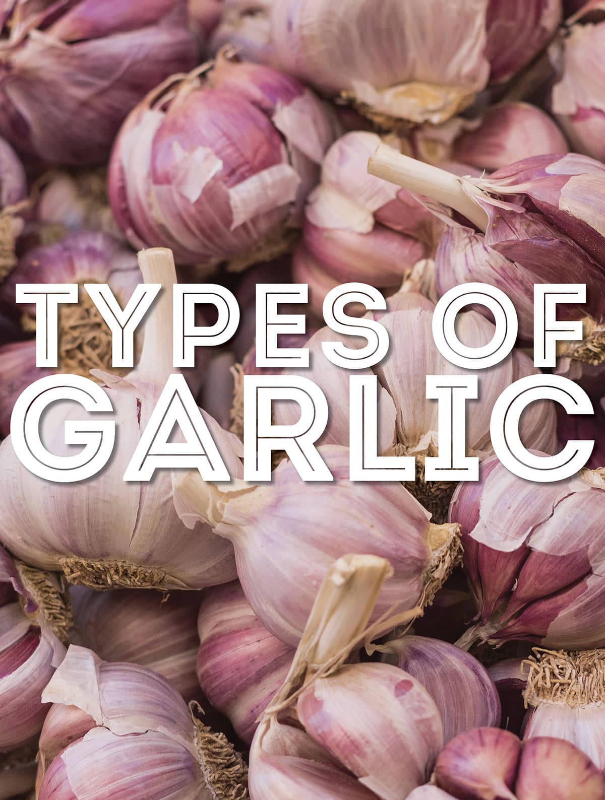 Collage that says "types of garlic".
