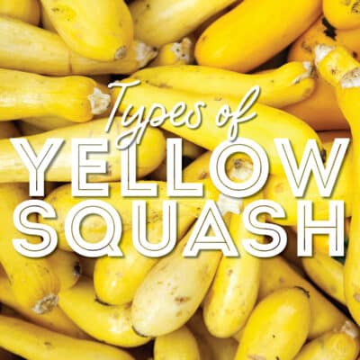 Collage that says "types of yellow squash".