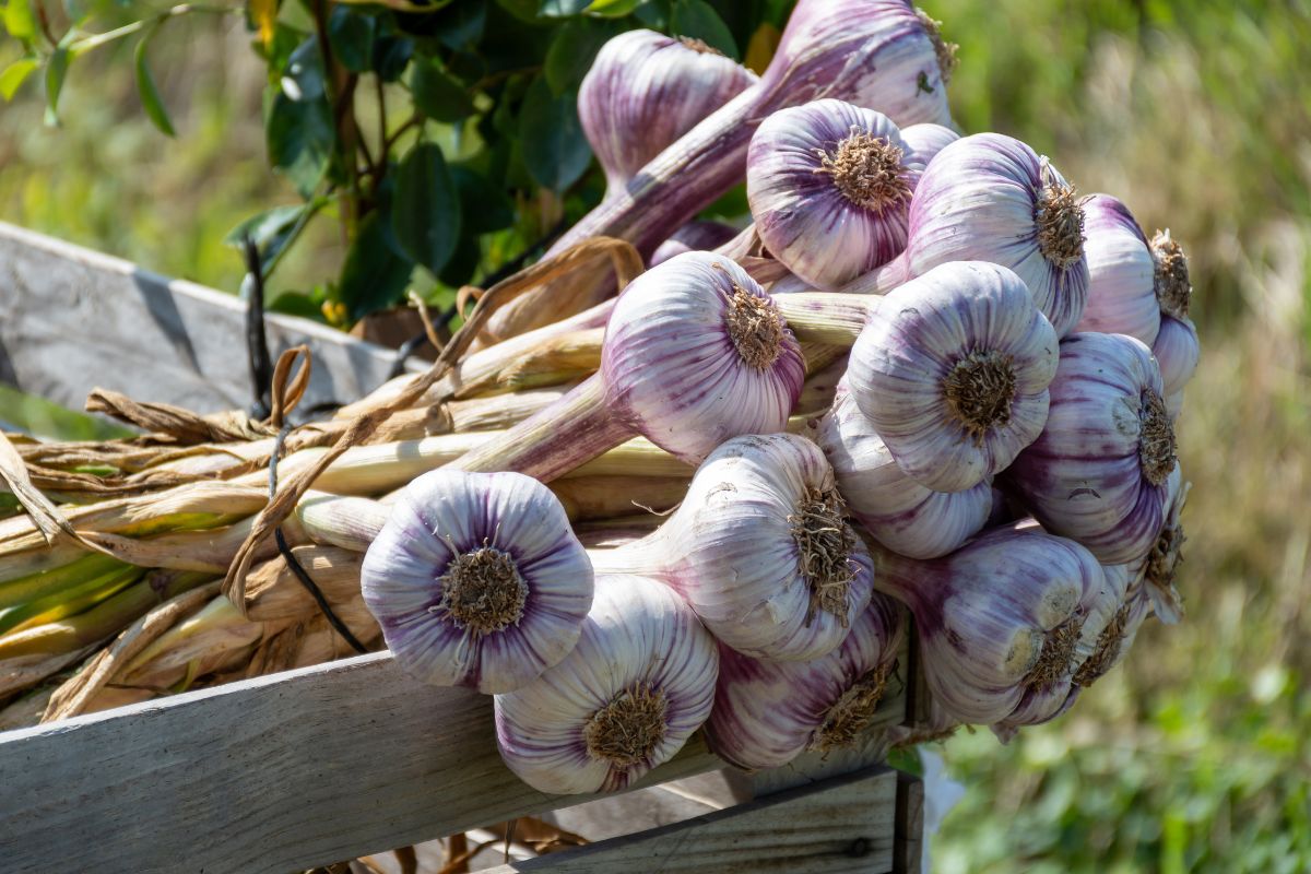 asian tempest garlic in a basket in a field.
