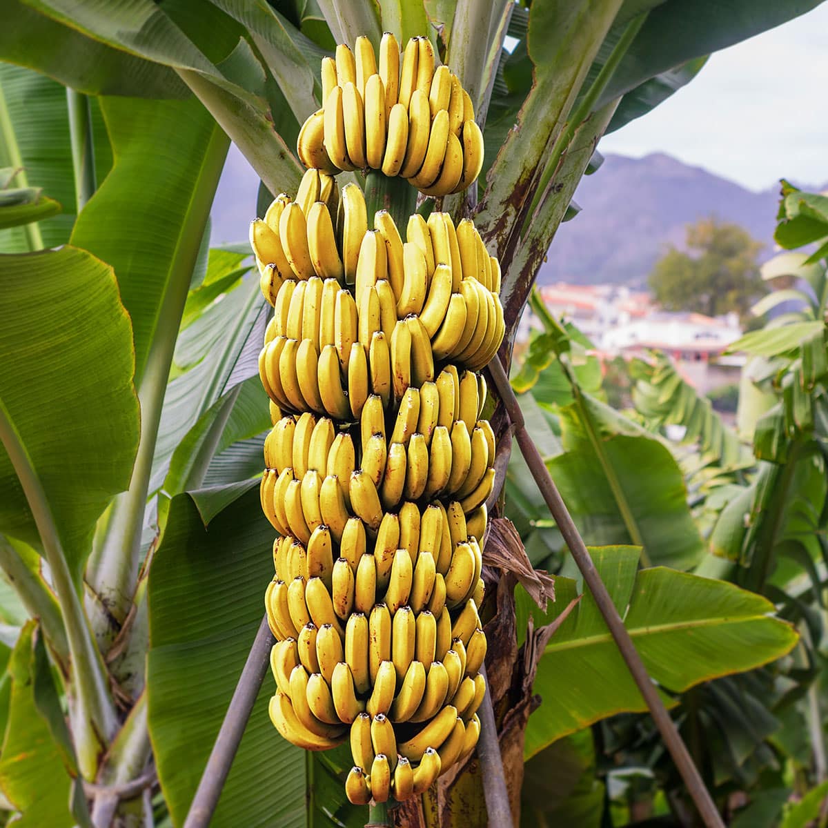 Bananas growing.