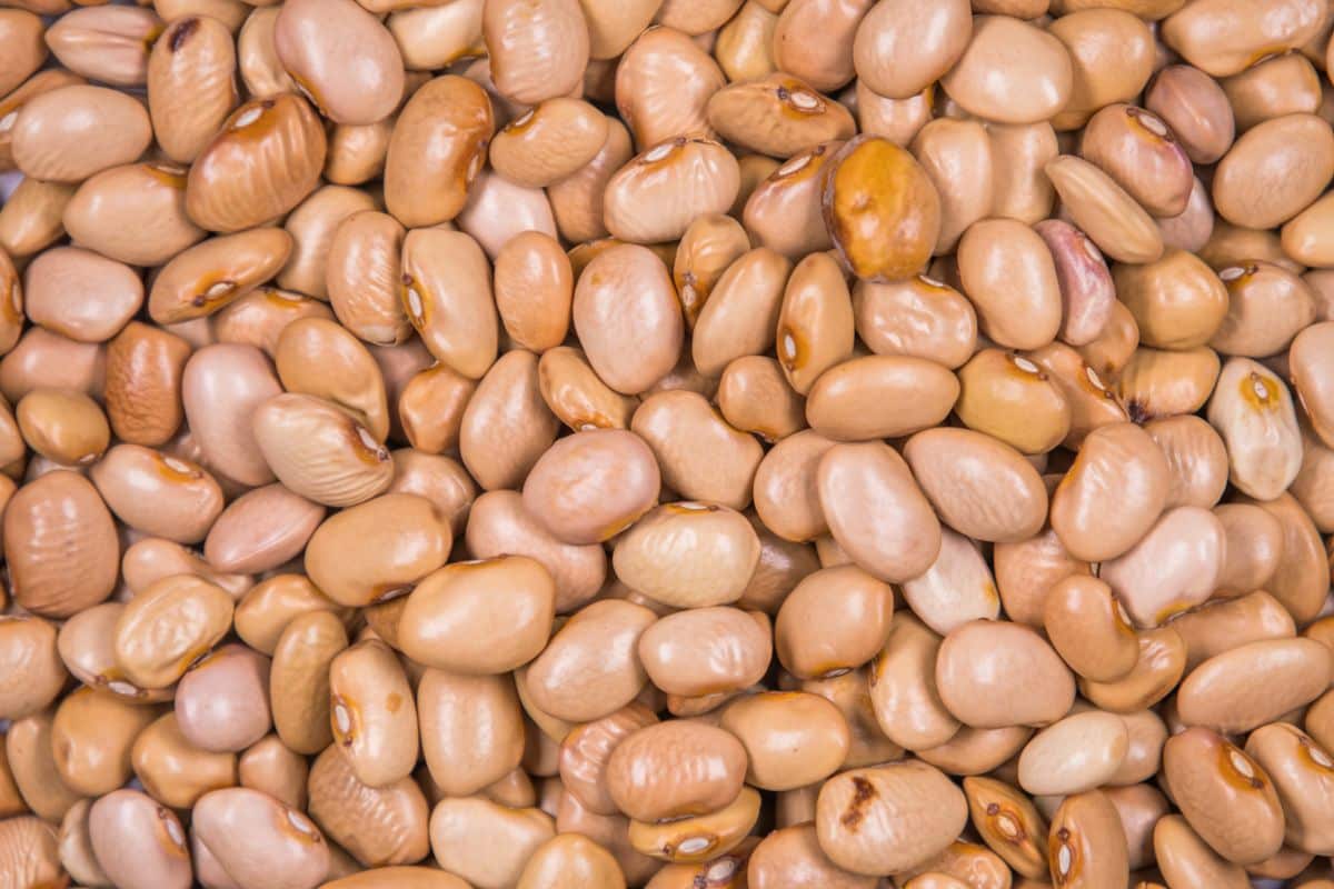 Bayo beans on a white background.