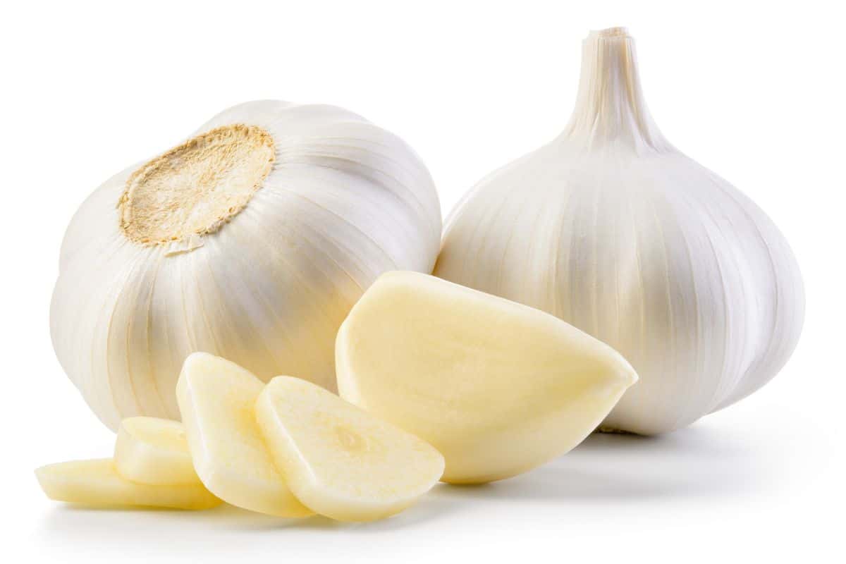 Blanco piacenza garlic on a white background.