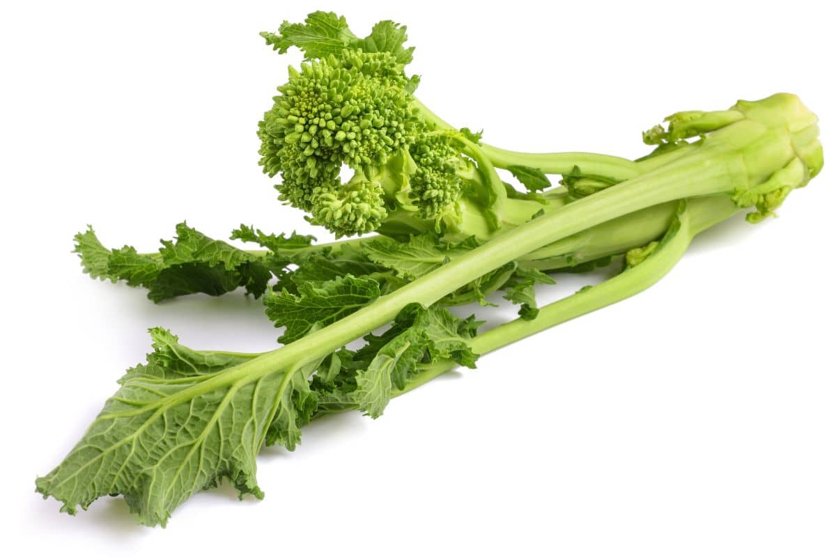 Broccoli rabe on an isolated white background.