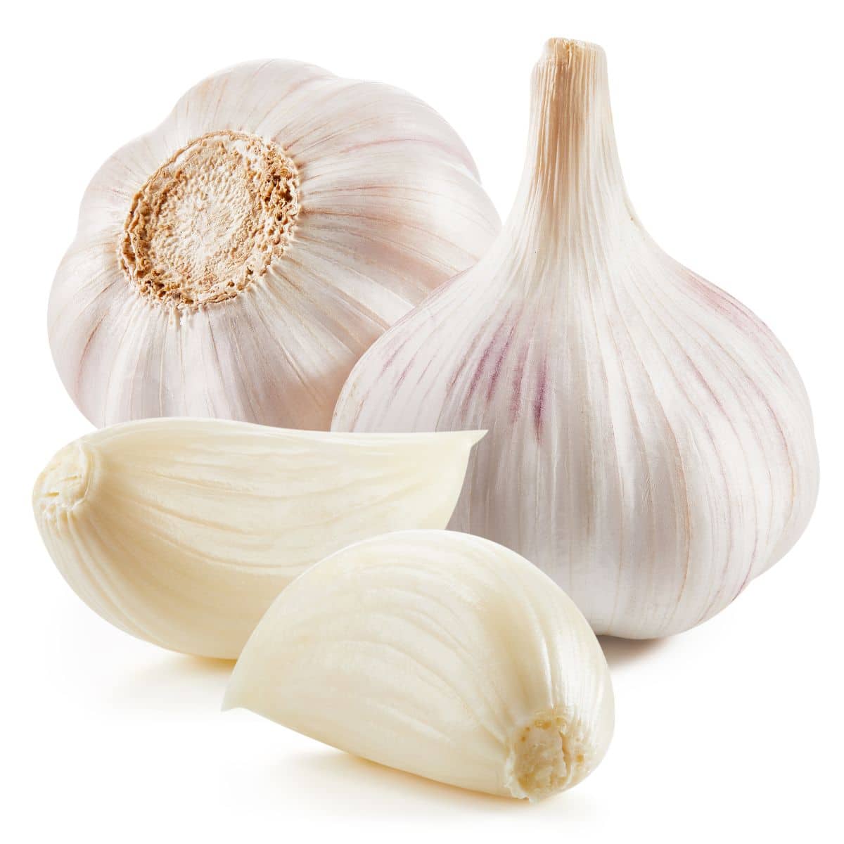 Bulgarian garlic on an isolated white background.