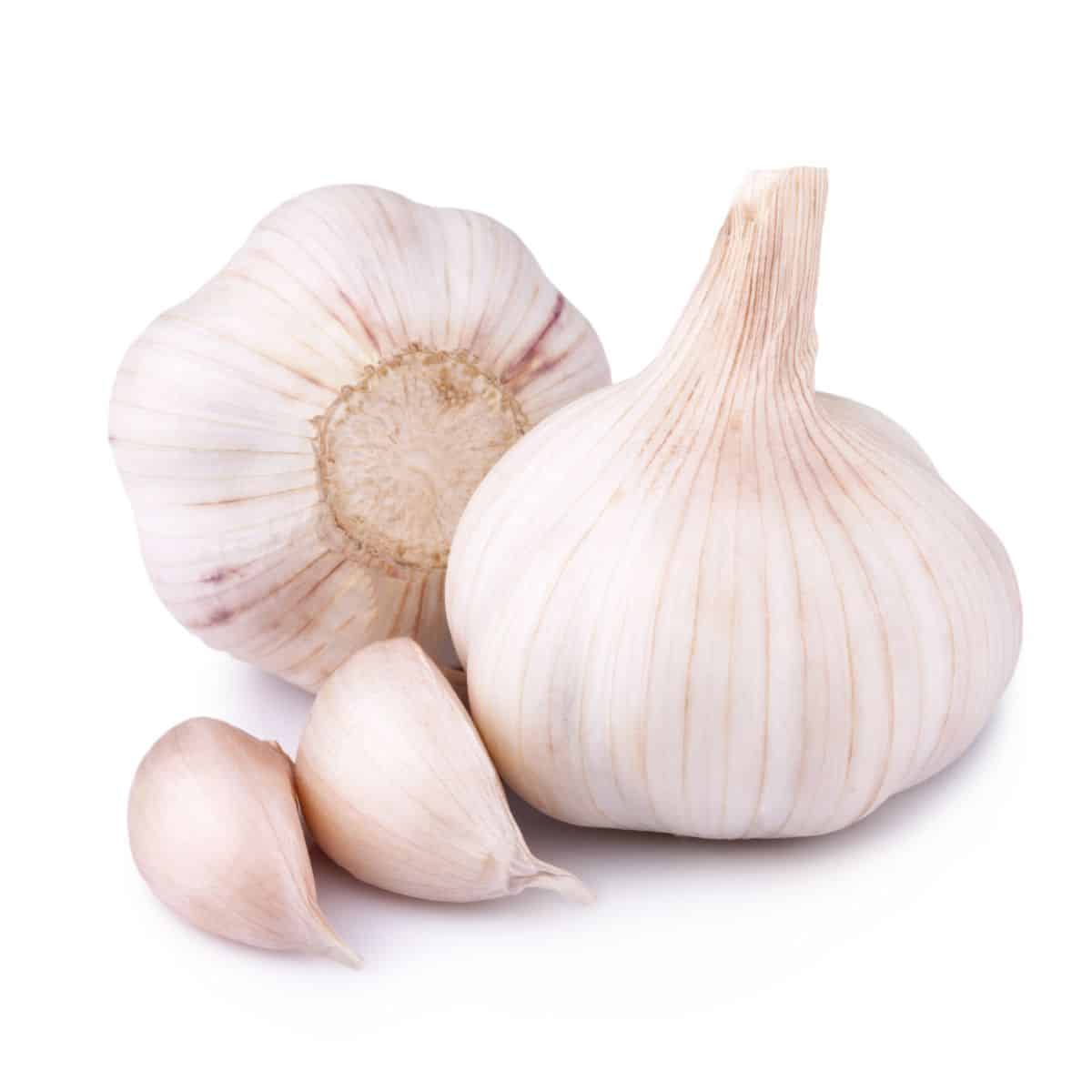 Californian early garlic on an isolated white background.