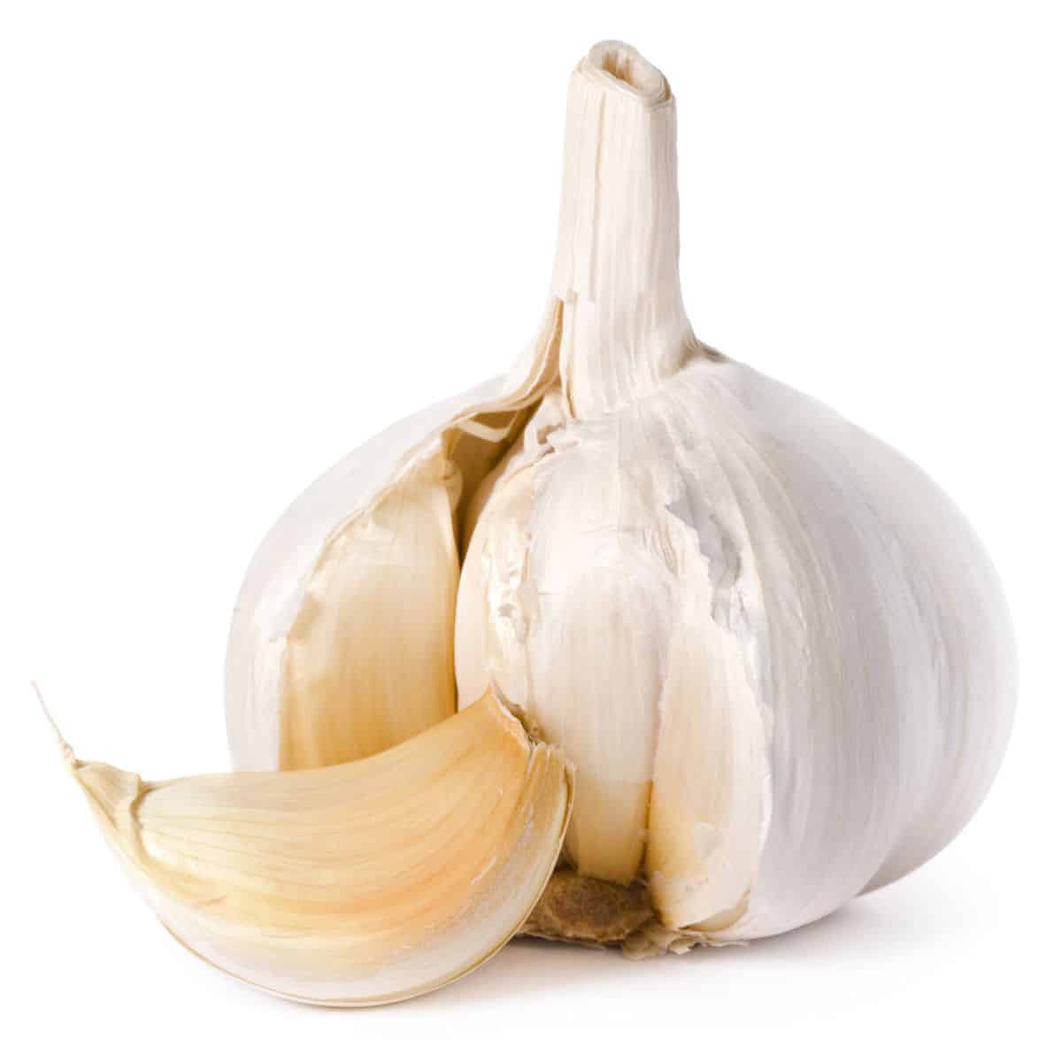 Carpathian garlic on an isolated white background.