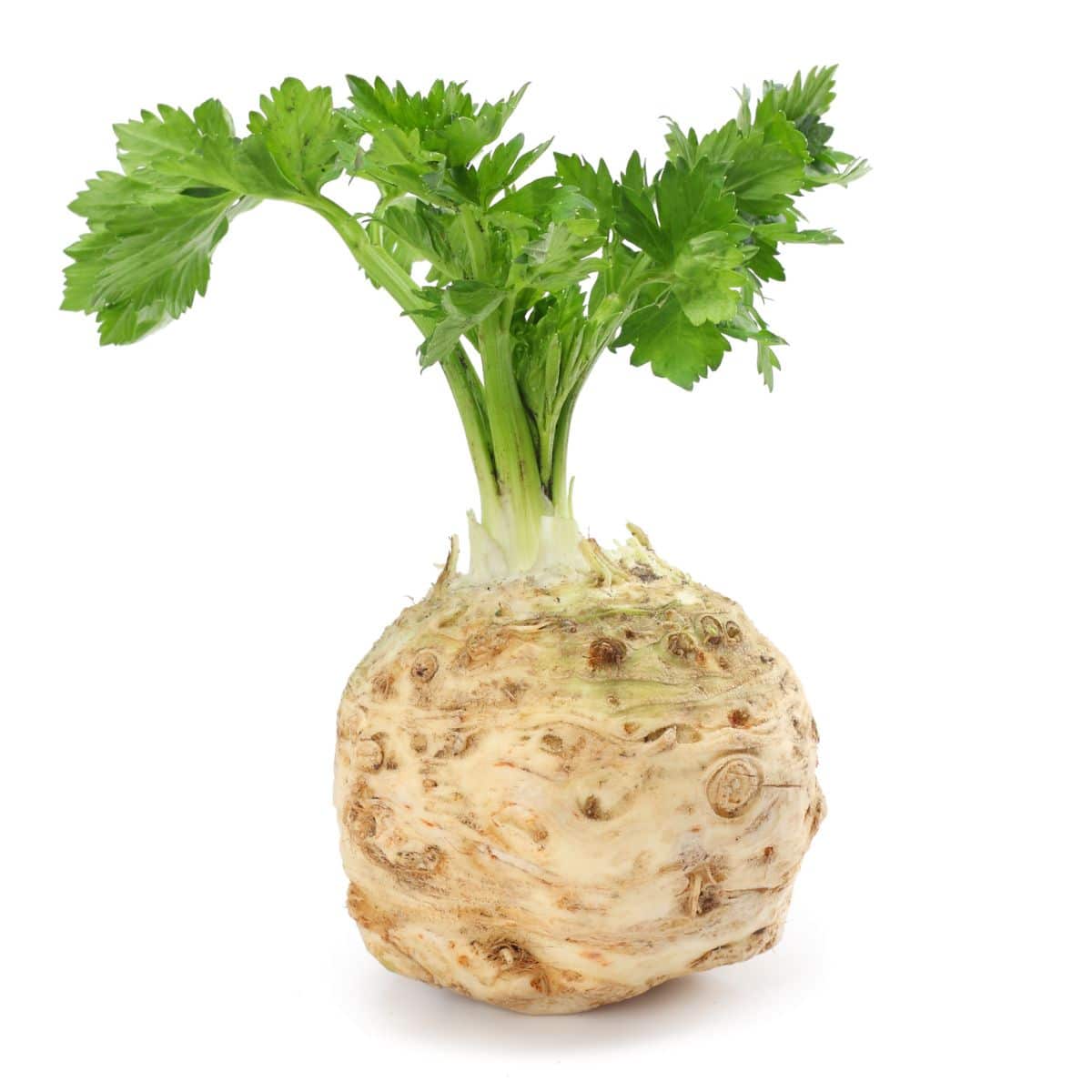 Celery root on an isolated white background.