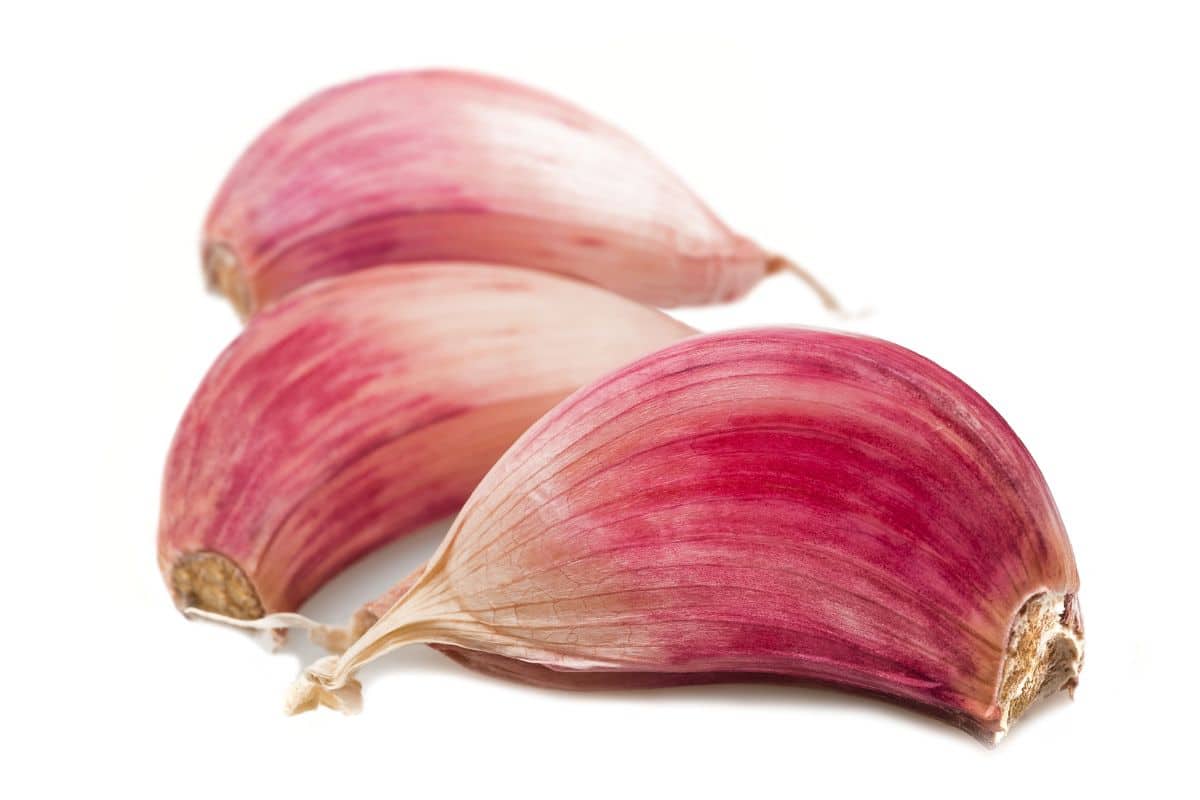 Creole garlic cloves on an isolated white background.
