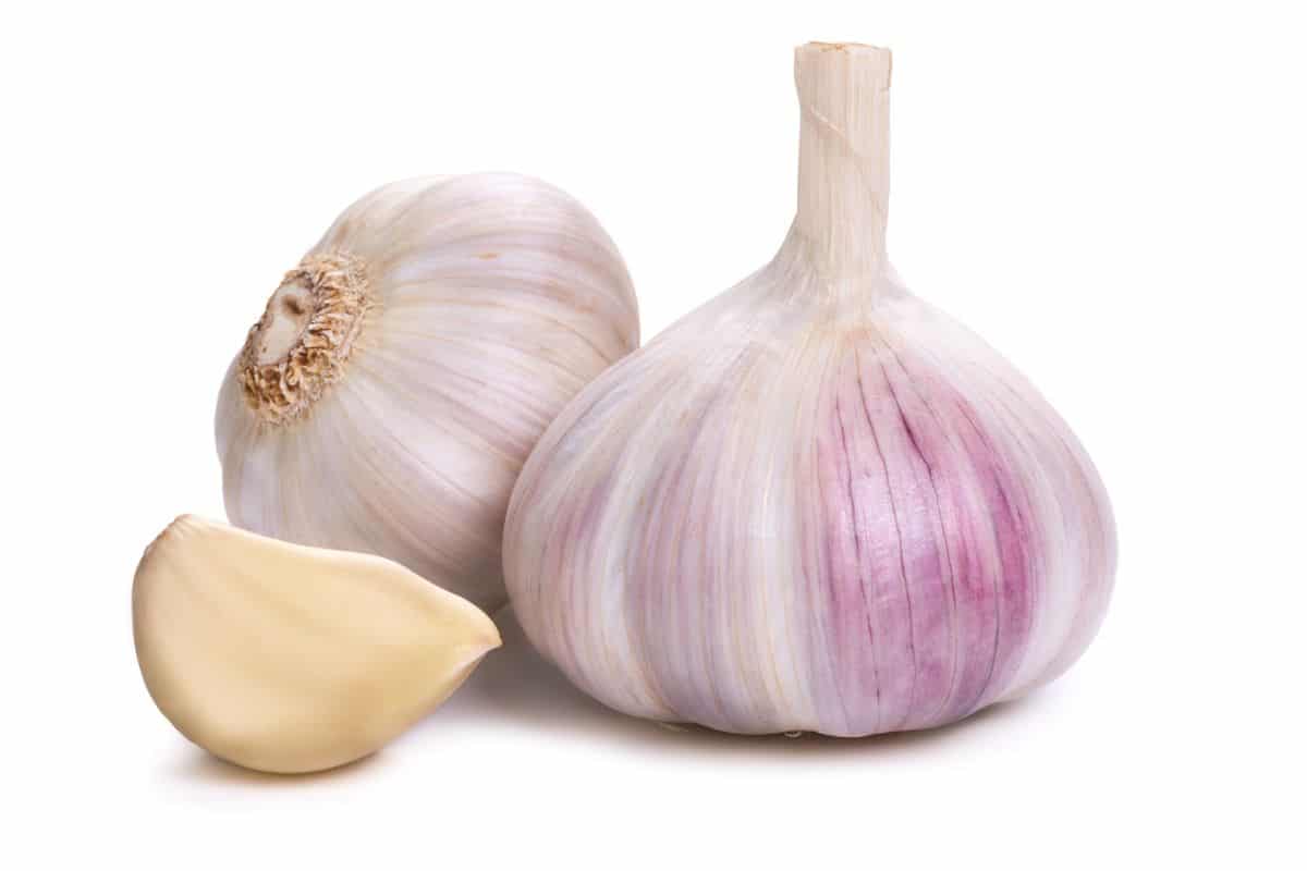 Czech broadleaf garlic on an isolated white background.