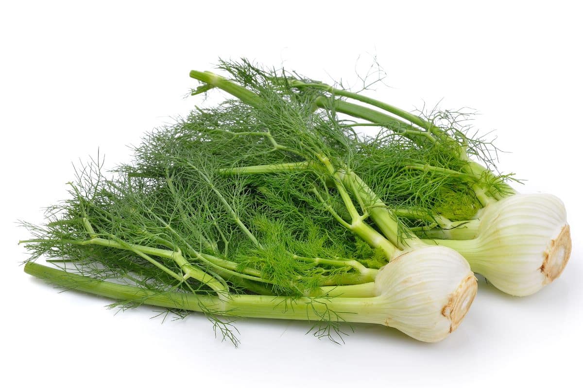 Fennel on a white background.
