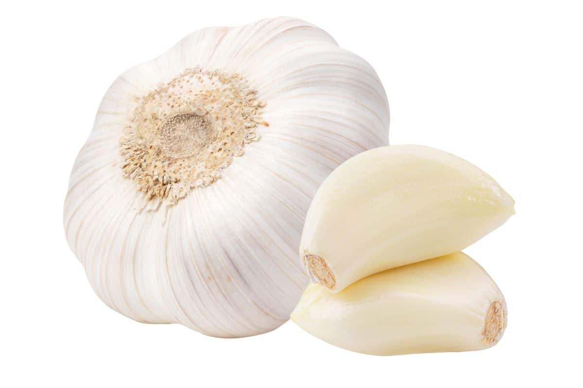 German extra hardy garlic on an isolated white background.
