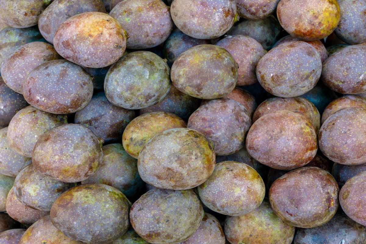 Many kasturi mangoes.