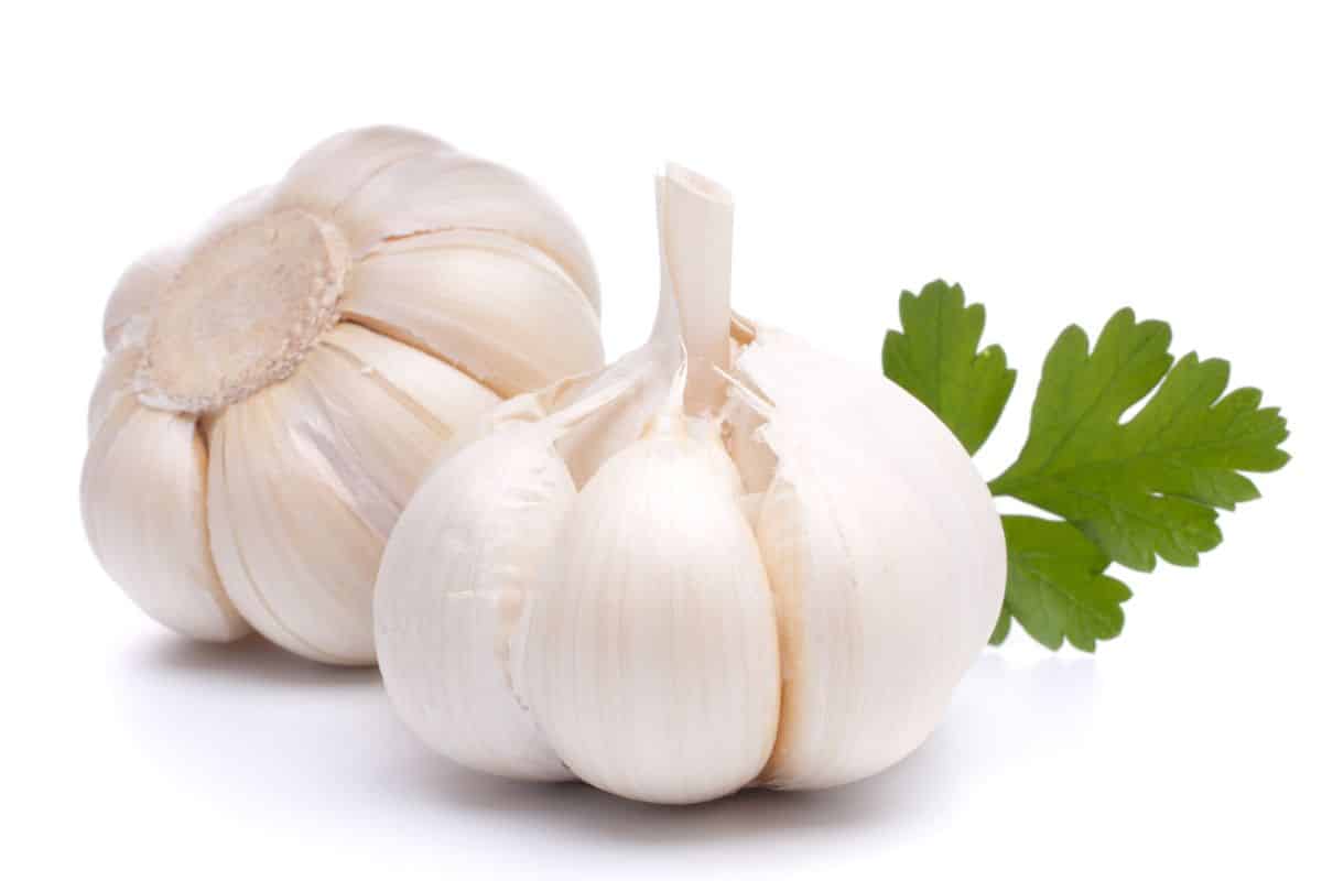 Kettle river giant garlic on an isolated white background.