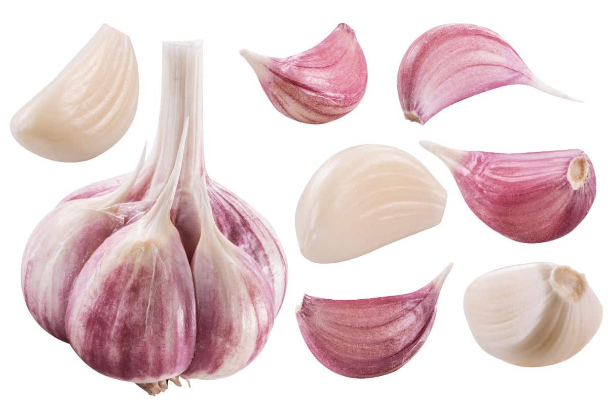 Leningrad garlic and it's cloves on an isolated white background.