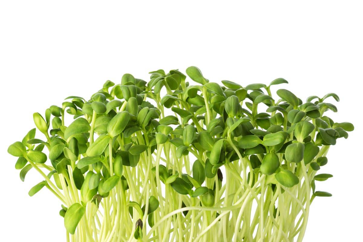Microgreens on a white background.