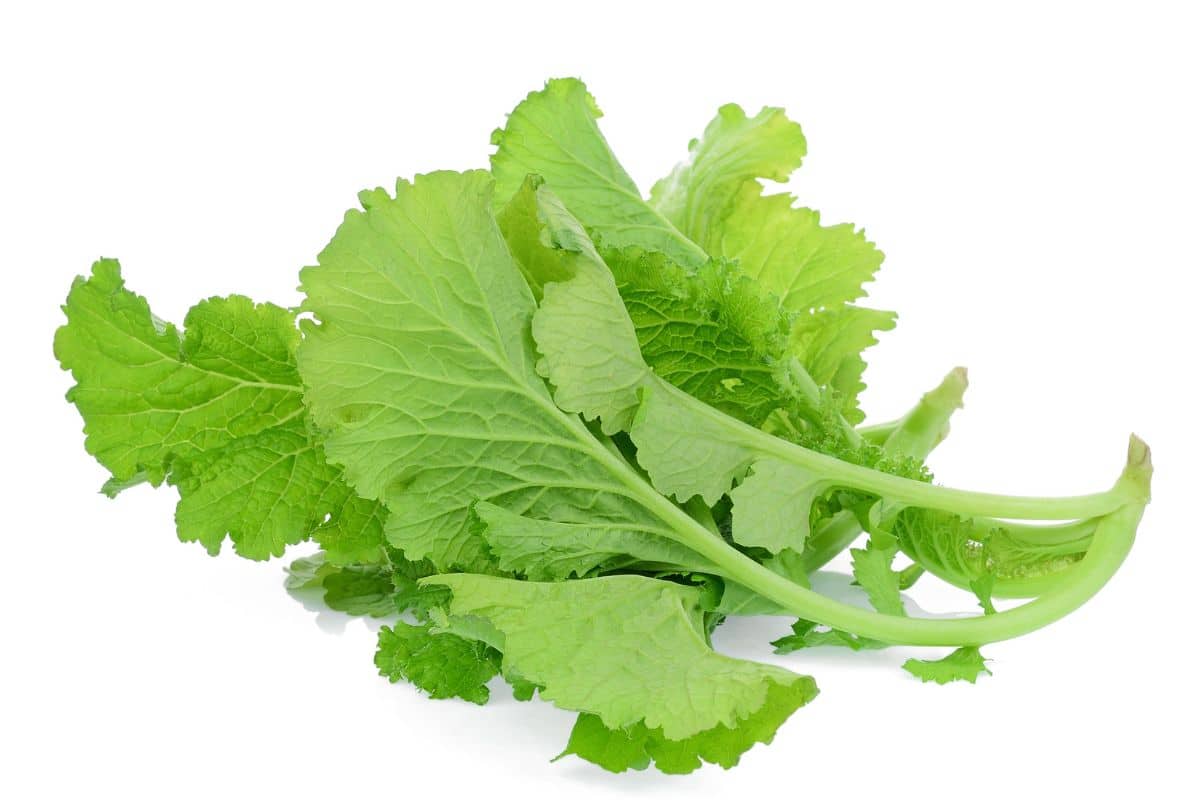 Mustard greens on an isolated white background.