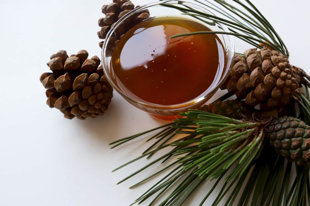 Pine honey in a bowl next to pine needles.