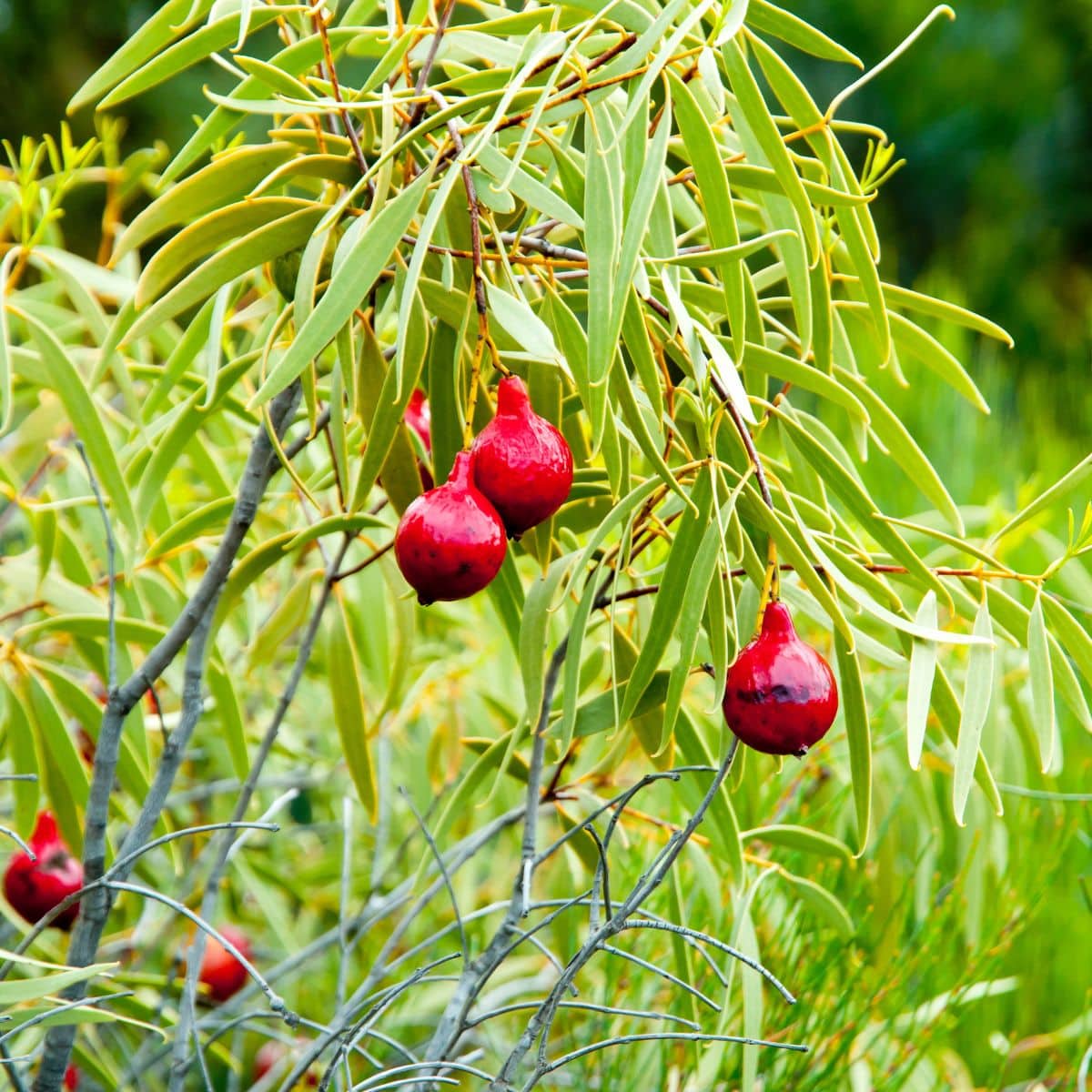 Quandong hanging on a tree.