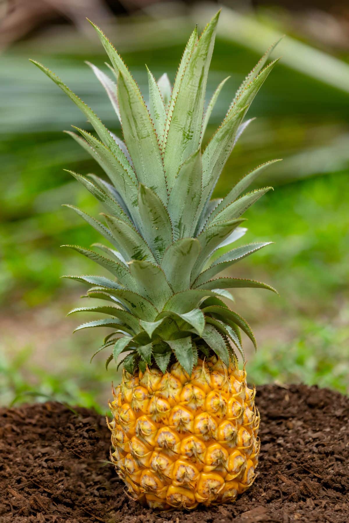 A queen tahiti pineapple insoil.