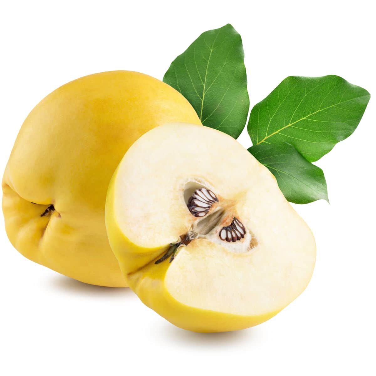 Two quinces on an isolated white background.