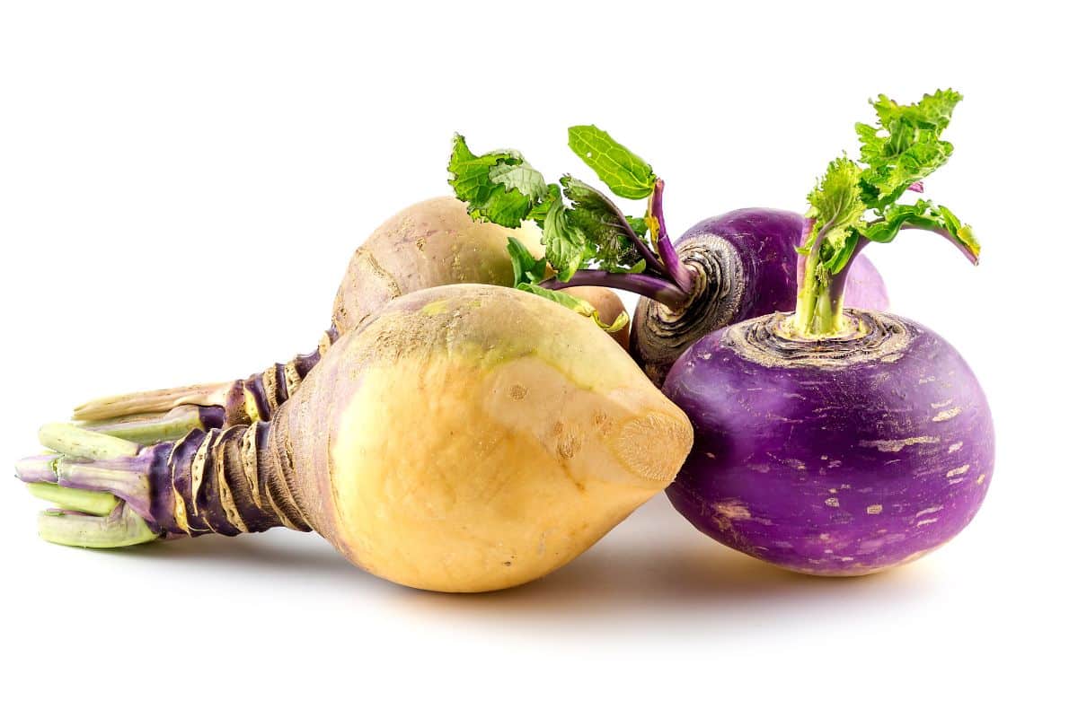 Rutabaga on an isolated white background.
