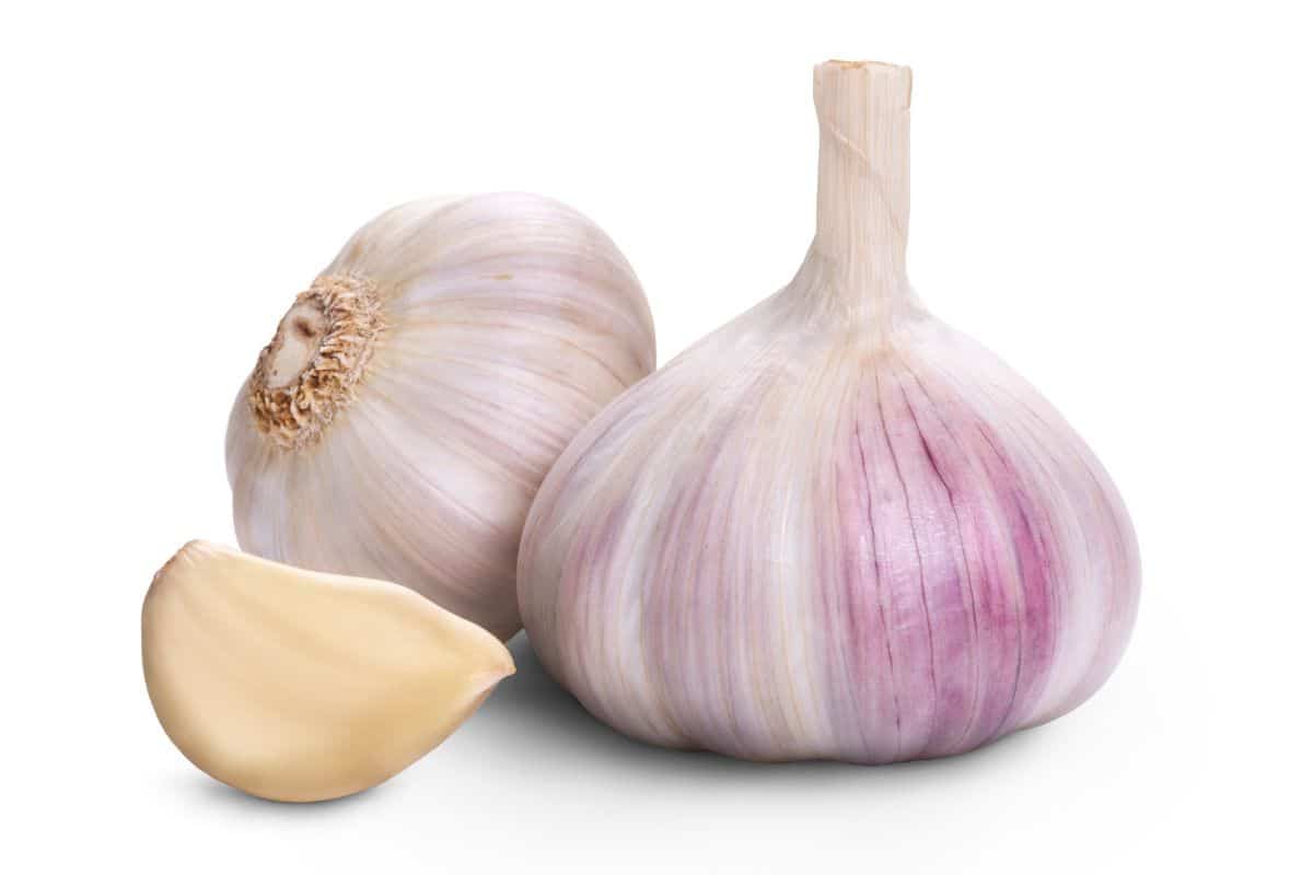 Shandong purple garlic on an isolated white background.