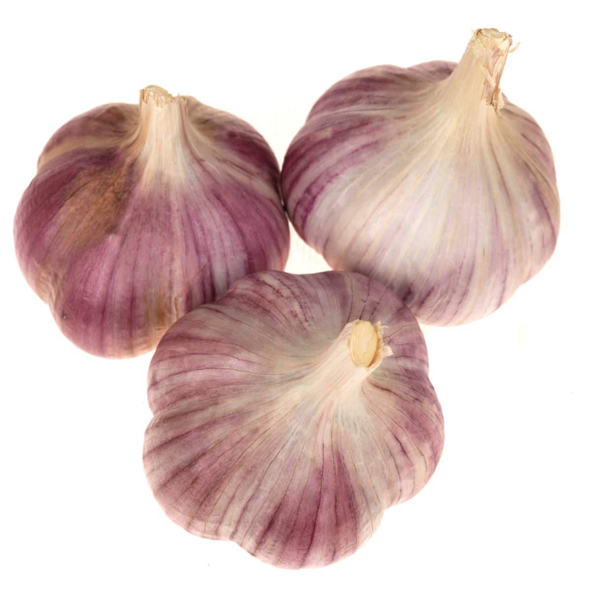 Silver rose garlic on an isolated white background.