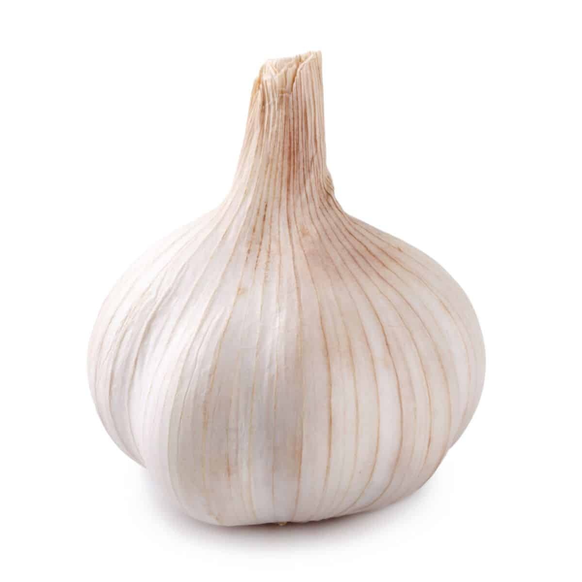 silverskin garlic on an isolated white background.