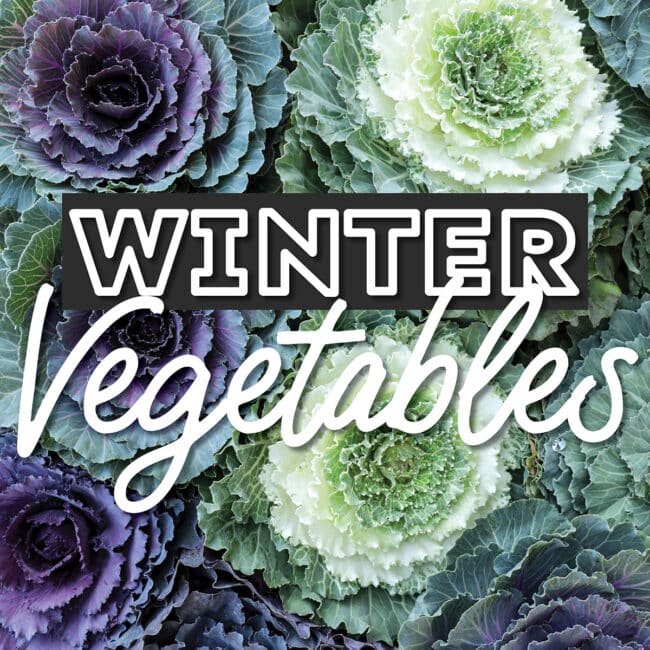 Collage that says "winter vegetables".