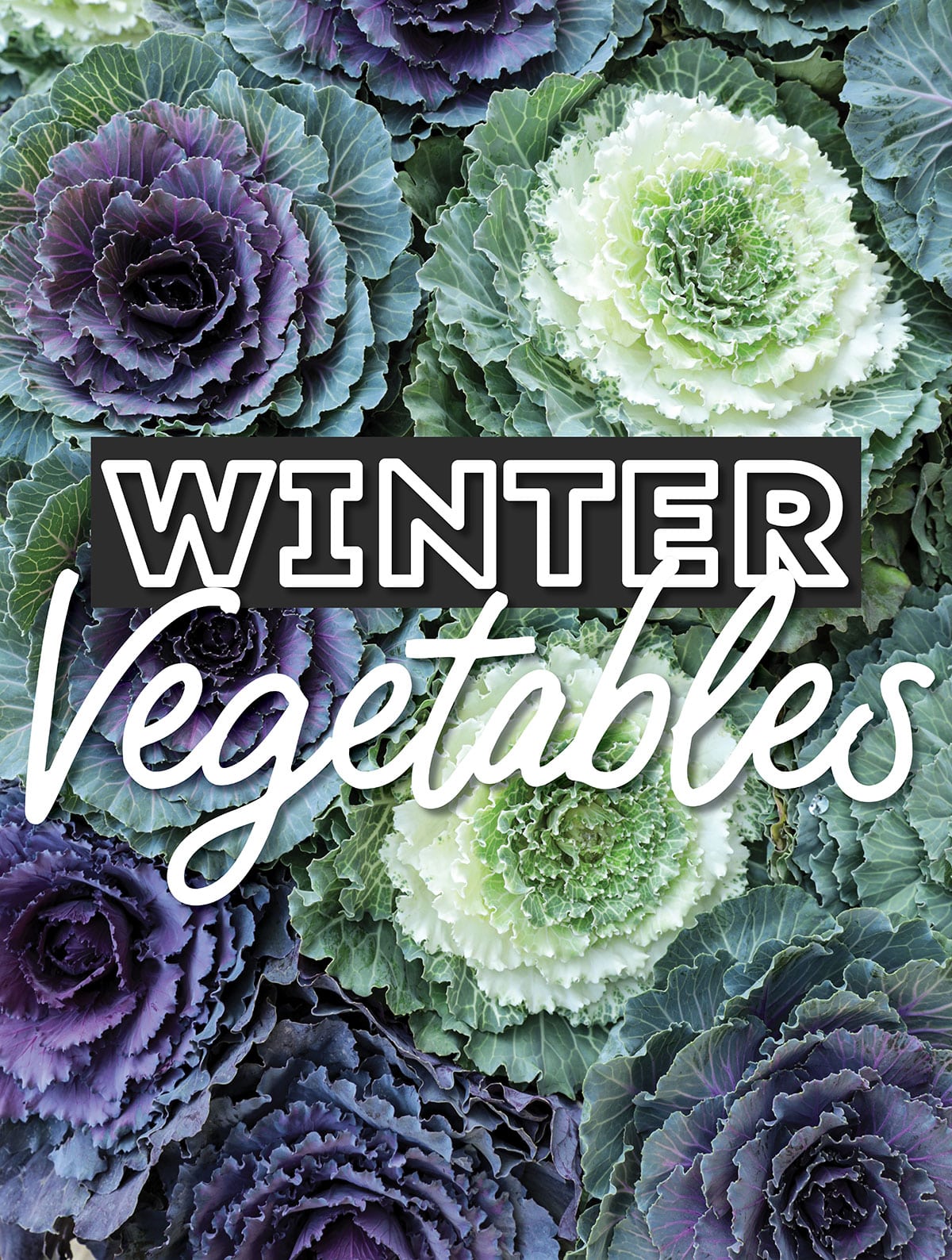 Collage that says "winter vegetables".
