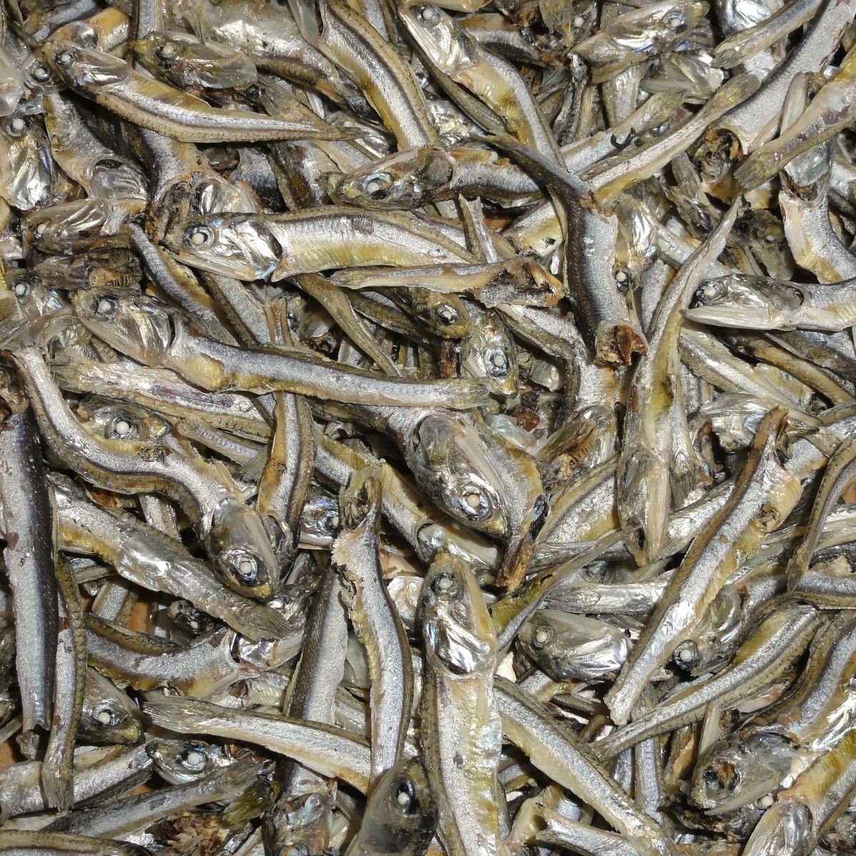 Many xouba fish.
