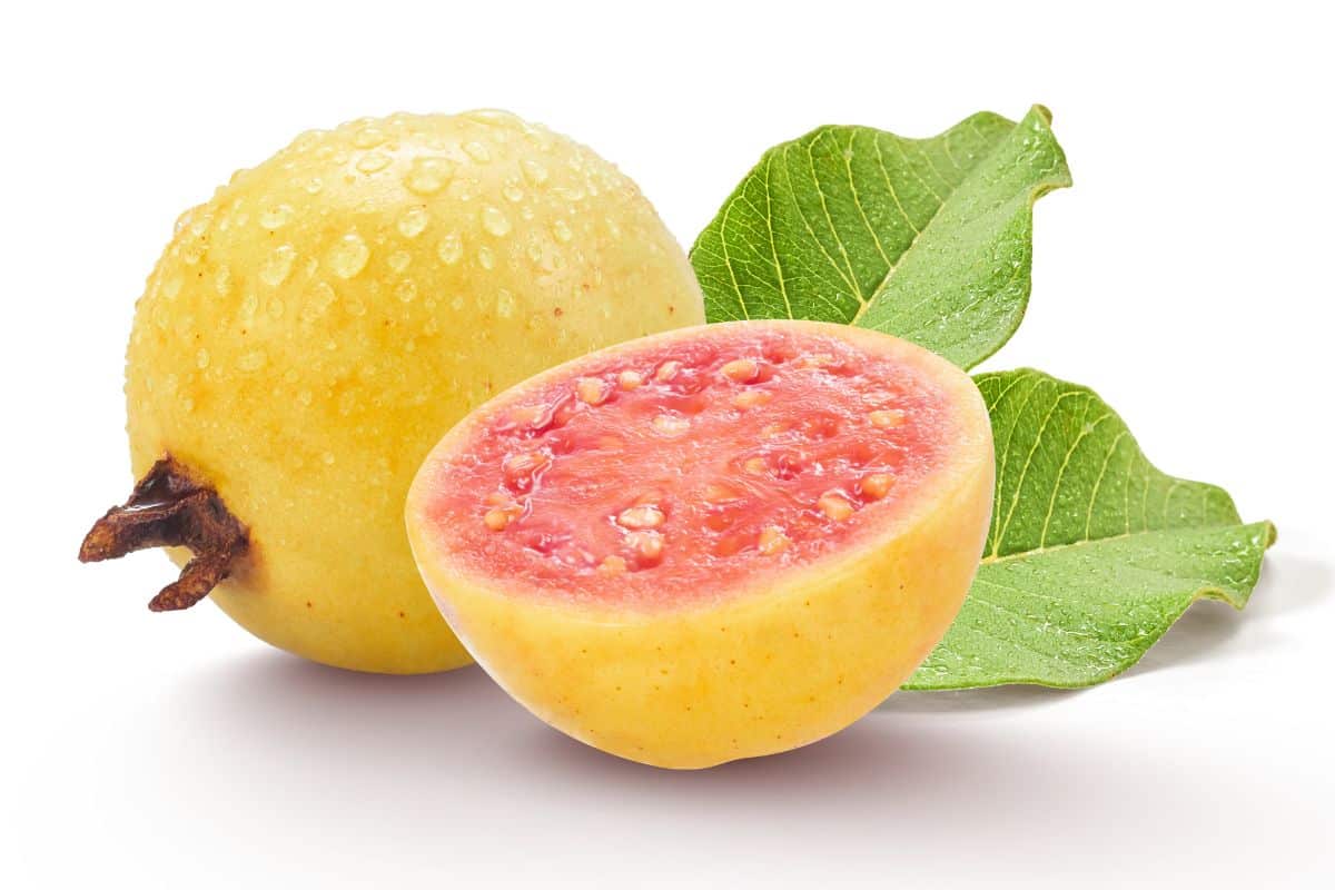 Yello guava on an isolated white background.