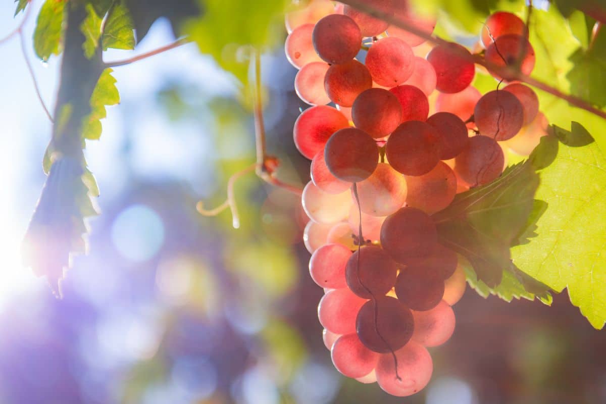 Zierfandler grapes on a vine.