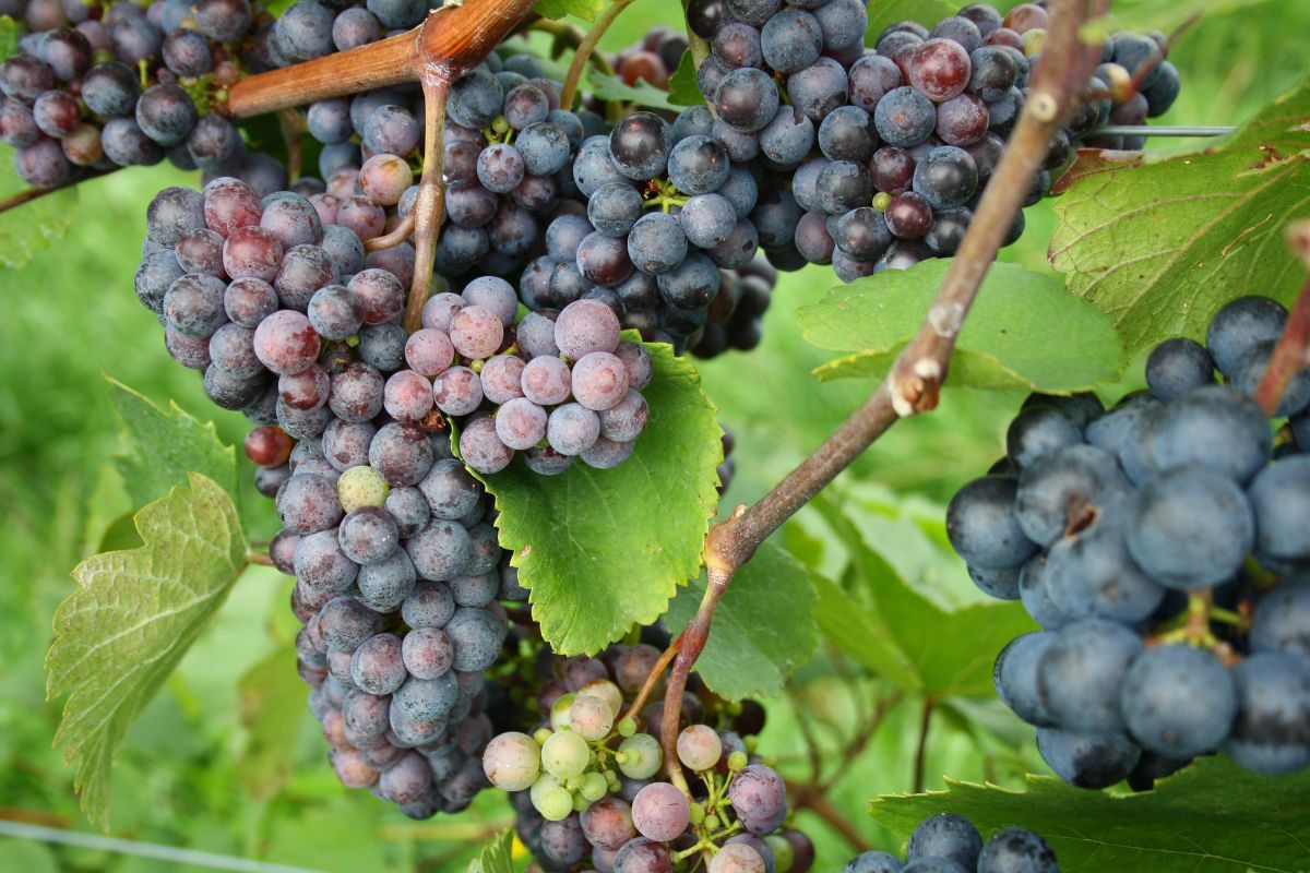 Zwegelt grape on a vine.