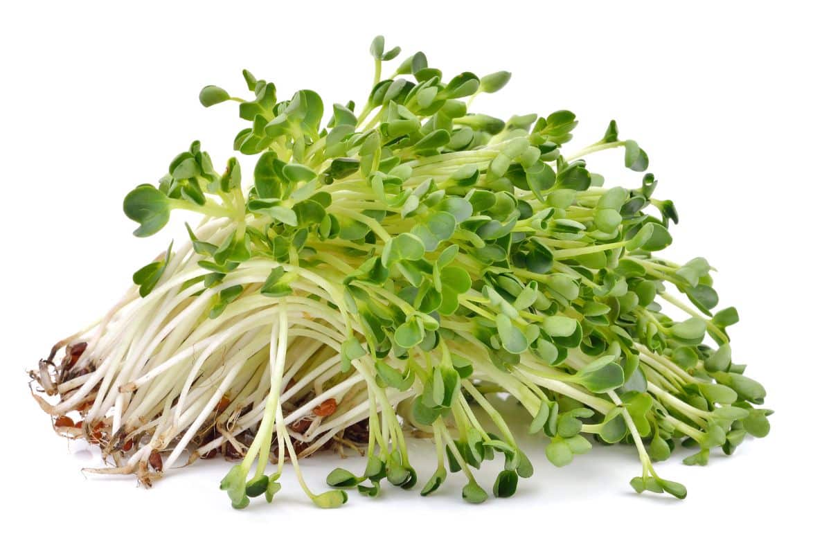Alfalfa sprouts on an isolated white background.