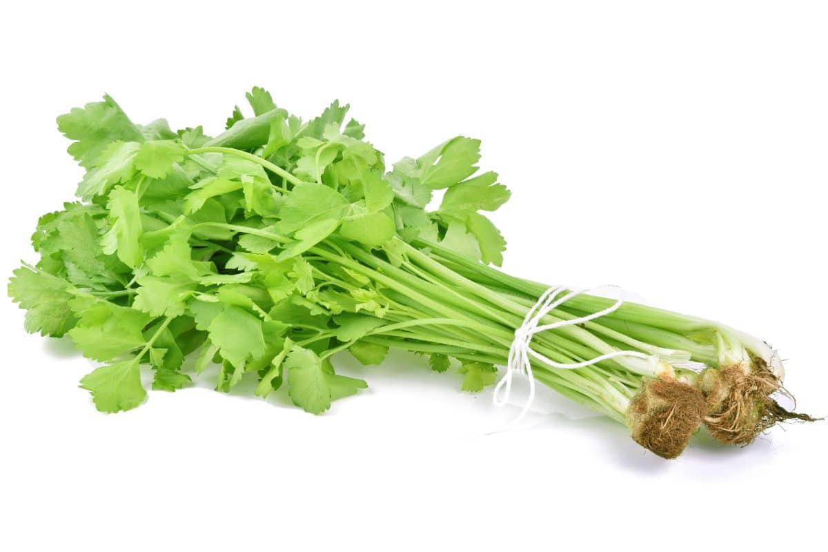 Chinese celery on a white background.