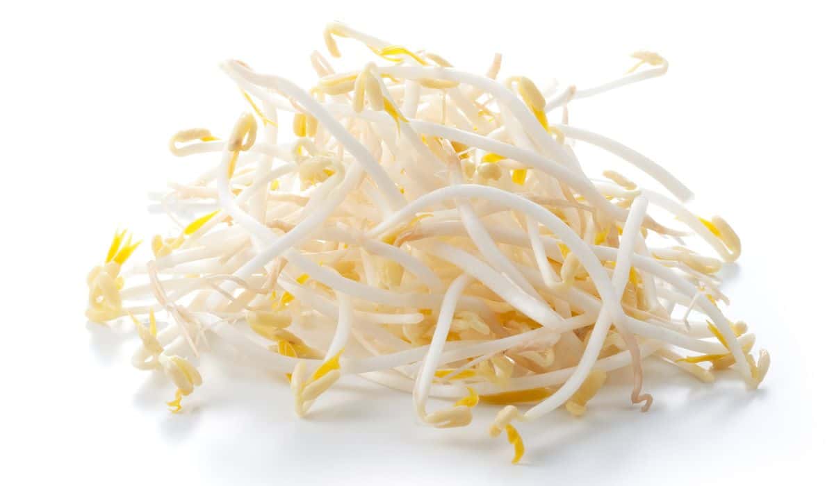 Mung bean sprouts on a white background.